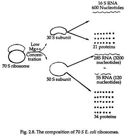 Composition of 70 S E. coli Ribosomes
