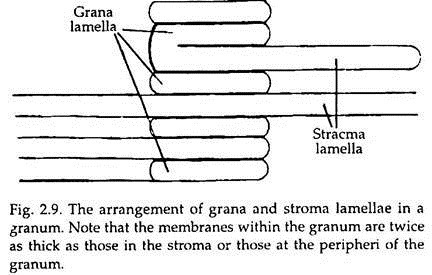 Arrangement of Grana and Stroms Lamellae in a Granum