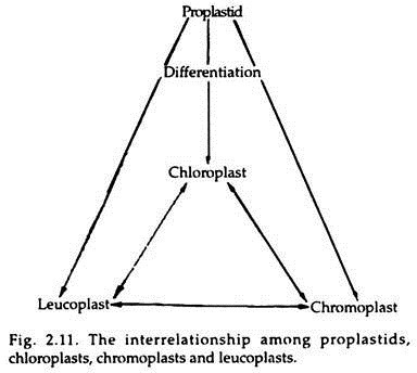 Interrelationship among Proplastids, Chloroplasts, Chromoplasts and Leucoplasts