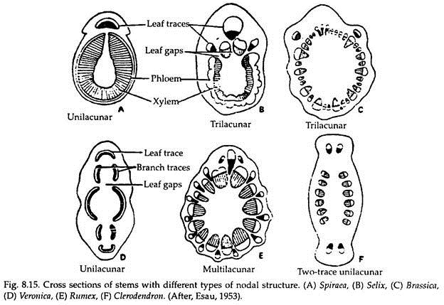 Cross Sections of Stems with Different Types of Nodal Structure