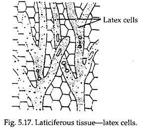 Laticiferous Tissue-Latex Cells