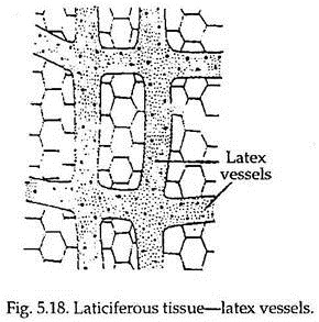 Laticiferous Tissue-Latex Vessels
